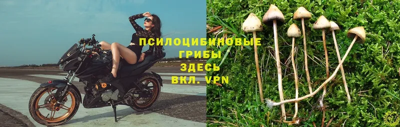 Галлюциногенные грибы Psilocybine cubensis  Саяногорск 